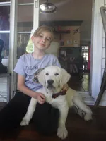 Poucette ESA Golden Retriever fermale OFA certified +DNA profile 3990$, a female Golden Retriever for sale in Hawthorne, FL – 4 of 9