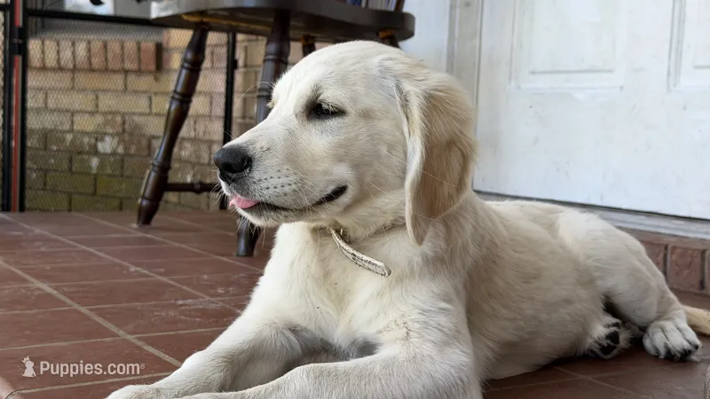 Bonzai of Avalon - smart Golden Retriever female (agility assistance) – Golden Retriever puppy for sale in Hawthorne, FL