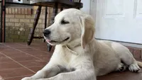 Bonzai of Avalon - smart Golden Retriever female (agility assistance), a female Golden Retriever for sale in Hawthorne, FL – 1 of 6