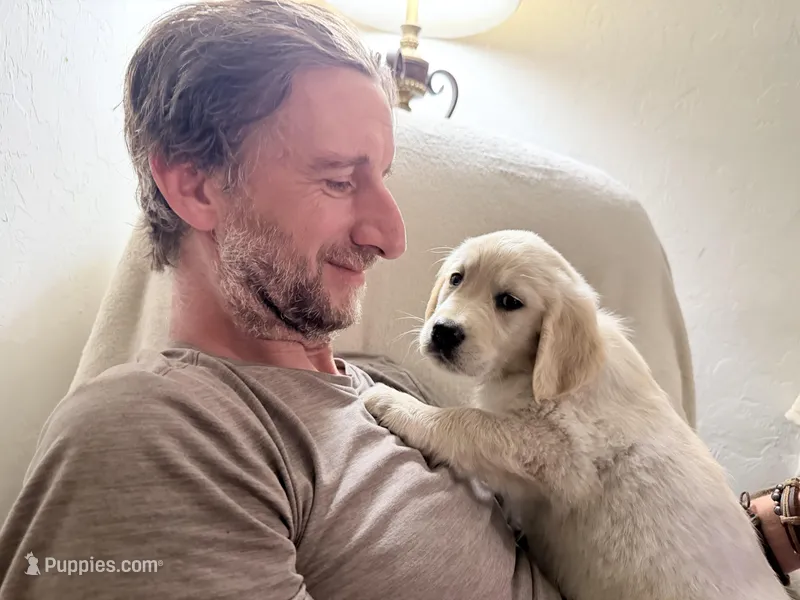 Beauty OF AVALON - READY to go in 5 days! – Golden Retriever puppy for sale in Hawthorne, FL