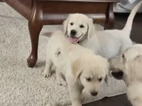 Beauty OF AVALON - READY to go in 5 days!, a female Golden Retriever for sale in Hawthorne, FL – Photo 8 of 10