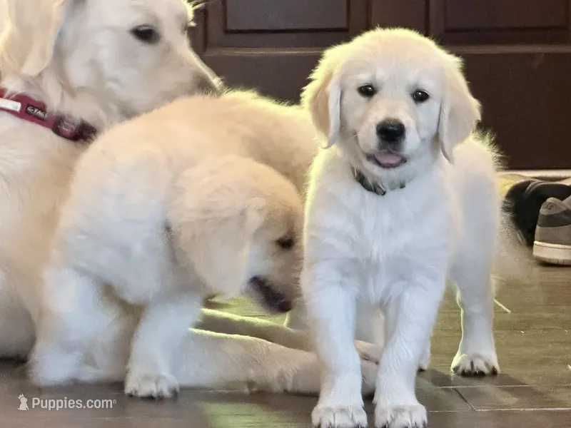 Beauty OF AVALON - READY to go in 5 days! – Golden Retriever puppy for sale in Hawthorne, FL