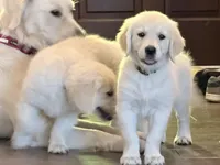 Beauty OF AVALON - READY to go in 5 days!, a female Golden Retriever for sale in Hawthorne, FL – Photo 1 of 10
