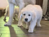 Beauty OF AVALON - READY to go in 5 days!, a female Golden Retriever for sale in Hawthorne, FL – Photo 6 of 10