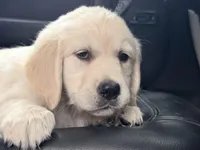 Beauty OF AVALON - READY to go in 5 days!, a female Golden Retriever for sale in Hawthorne, FL – Photo 4 of 10