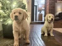 Beauty OF AVALON - READY to go in 5 days!, a female Golden Retriever for sale in Hawthorne, FL – Photo 2 of 10