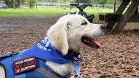 Beatrix of Avalon very feminine purebred Golden female ESA prospect, a female Golden Retriever for sale in Hawthorne, FL – 3 of 4