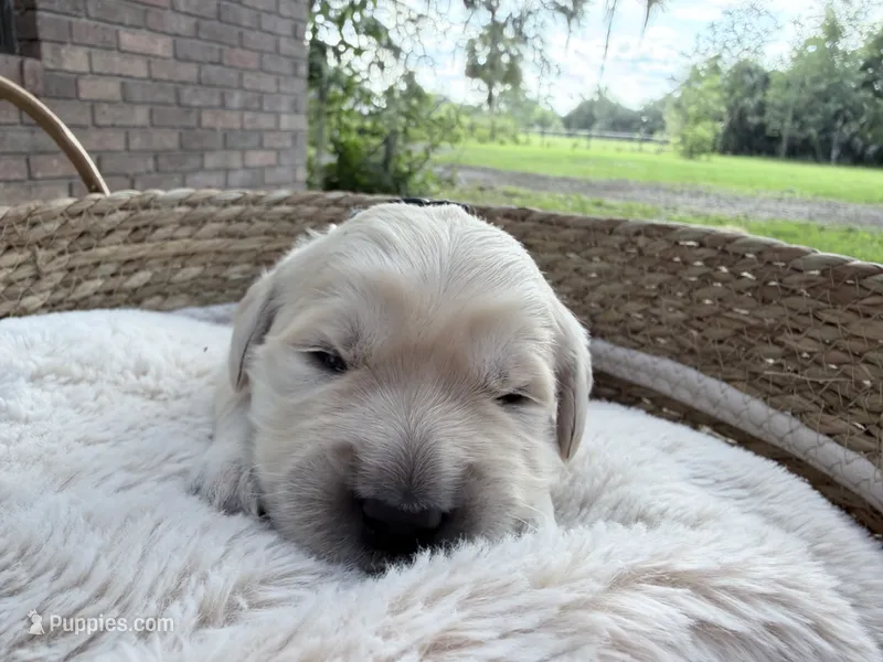 Bristol - Golden retriever male puppy ready in 7 weeks! – Golden Retriever puppy for sale in Hawthorne, FL