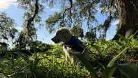 Barbie of avalon -beautiful Golden female ESA prospect Golden female , a female Golden Retriever for sale in Hawthorne, FL – 7 of 7
