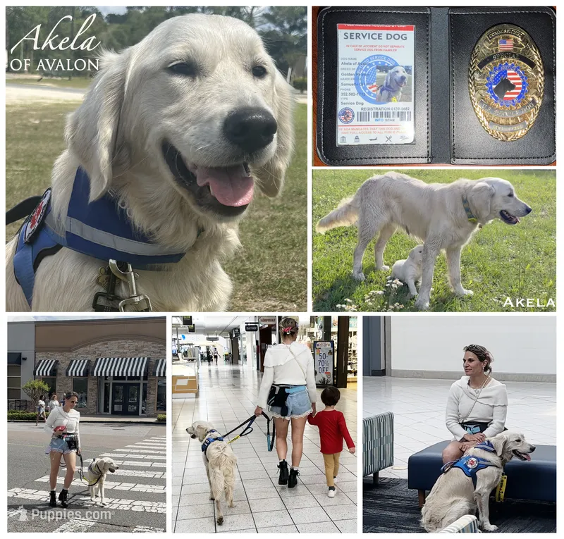 Golden SERVICE DOG with ID 11 months in ttraining (Akela) affordable – Golden Retriever puppy for sale in Hawthorne, FL