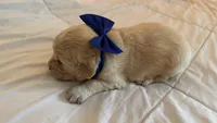 BALKAN of Avalon - Golden retriever male puppy ready in 7 weeks!, a male Golden Retriever for sale in Hawthorne, FL – 6 of 10
