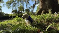 Barbie of Avalon - Golden retriever (english cream) female puppy, a female Golden Retriever for sale in Hawthorne, FL – 9 of 10