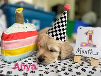 Anya of Avalon - purebred female golden retriever with DNA profile, a female Golden Retriever for sale in Hawthorne, FL – 9 of 10