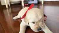 BEYONCE of Avalon  - purebred Golden retriever female puppy, a female Golden Retriever for sale in Hawthorne, FL – 10 of 10