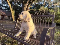 Brooklyn of Avalon (75% @TPO tests), a male Golden Retriever for sale in Hawthorne, FL – 7 of 10