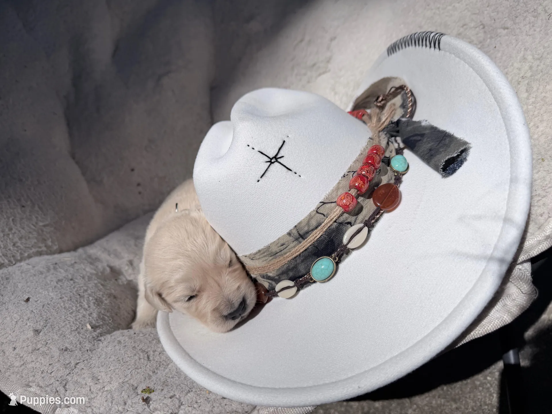 Berlioz of Avalon - ESA / service dog prospect, a male Golden Retriever for sale in Hawthorne, FL – Photo 3 of 10