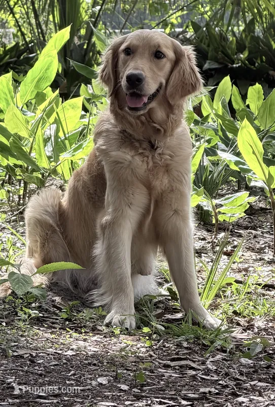 Vedah of Avalon  – Golden Retriever puppy for sale in Hawthorne, FL
