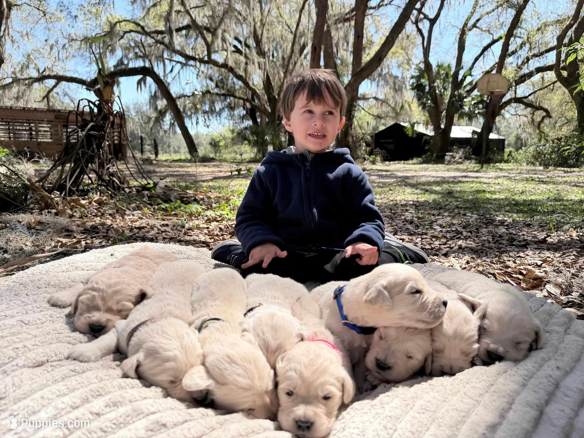 Bella of Avalon - ESA Service dog prospect, a female Golden Retriever for sale in Hawthorne, FL – Photo 3 of 9