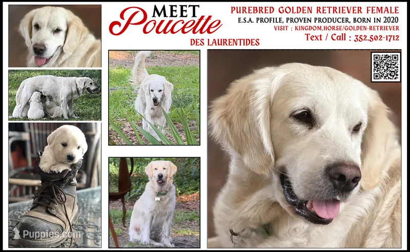 Poucette ESA Golden Retriever fermale OFA certified +DNA profile 3990$ – Golden Retriever puppy for sale in Hawthorne, FL