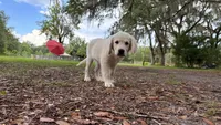 Beatrix of Avalon very feminine purebred Golden female ESA prospect, a female Golden Retriever for sale in Hawthorne, FL – 2 of 4