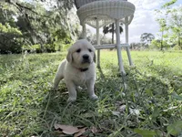 Beatrix of Avalon - Golden retriever (english cream) female puppy, a female Golden Retriever for sale in Hawthorne, FL – 6 of 9