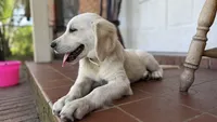 Bonzai of Avalon - smart Golden Retriever female (agility assistance), a female Golden Retriever for sale in Hawthorne, FL – 2 of 6