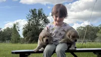 Anya of Avalon - purebred female golden retriever with DNA profile, a female Golden Retriever for sale in Hawthorne, FL – 8 of 10
