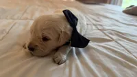Billy of Avalon - purebred golden retriever male puppy, a  Golden Retriever for sale in Hawthorne, FL – 9 of 10