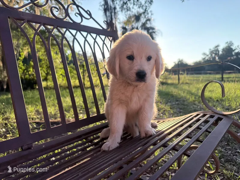 Beatrix of Avalon - Golden retriever (english cream) female puppy – Golden Retriever puppy for sale in Hawthorne, FL