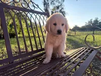 BEATRIX OF AVALON ESA Beauty & beautiful mind, a female Golden Retriever for sale in Hawthorne, FL – 10 of 10