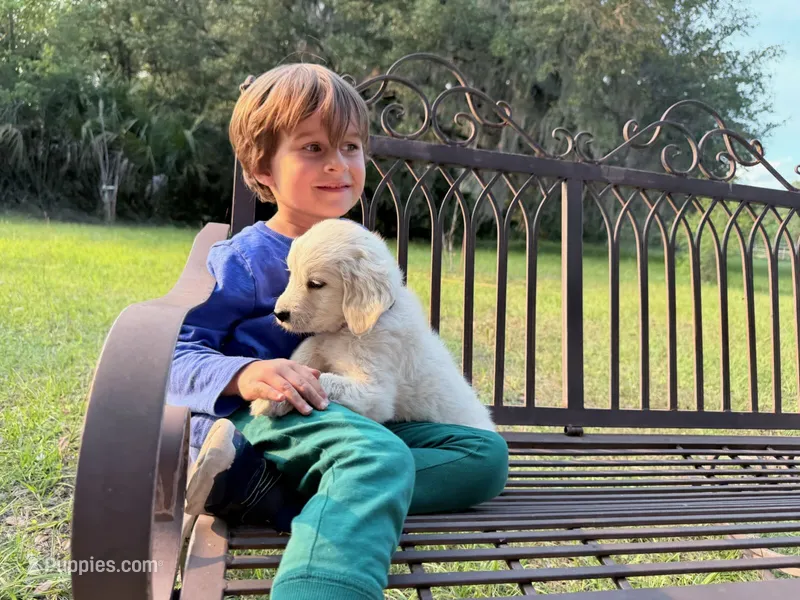 Bianca of Avalon – Golden Retriever puppy for sale in Hawthorne, FL