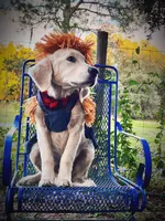 Rare Golden SERVICE DOG + ID, 11month, in training  (Akela) 5500$, a male Golden Retriever for sale in Hawthorne, FL – 3 of 10