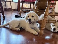 Barbie of Avalon - ESA + Service dog prospect (80% on 12 TPO tests), a female Golden Retriever for sale in Hawthorne, FL – 3 of 10