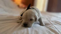 Billy of Avalon - purebred golden retriever male puppy, a  Golden Retriever for sale in Hawthorne, FL – 10 of 10