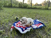 Alex of Avalon, a male Golden Retriever for sale in Hawthorne, FL – Photo 7 of 8