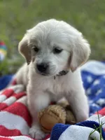 Alex of Avalon, a male Golden Retriever for sale in Hawthorne, FL – Photo 4 of 8