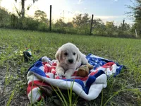 Alex of Avalon, a male Golden Retriever for sale in Hawthorne, FL – Photo 5 of 8