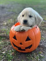 Alex of Avalon, a male Golden Retriever for sale in Hawthorne, FL – Photo 3 of 8