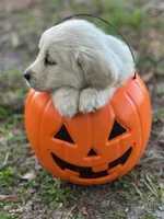 Alex of Avalon, a male Golden Retriever for sale in Hawthorne, FL – Photo 2 of 8