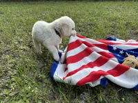 Alex of Avalon, a male Golden Retriever for sale in Hawthorne, FL – Photo 6 of 8