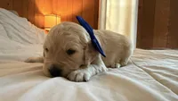 BALKAN of Avalon - Golden retriever male puppy ready in 7 weeks!, a male Golden Retriever for sale in Hawthorne, FL – 7 of 10