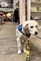 Viktoria of Avalon, a female Golden Retriever for sale in Hawthorne, FL – 5 of 10