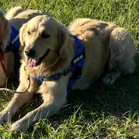 Brooklyn of Avalon, talented boy for agility & service dog prospect, a male Golden Retriever for sale in Hawthorne, FL – 10 of 10