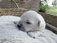 Brittani  - Golden retriever female puppy ready in 7 weeks!, a female Golden Retriever for sale in Hawthorne, FL – 3 of 3