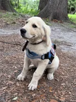 Brooklyn of Avalon, talented boy for agility & service dog prospect, a male Golden Retriever for sale in Hawthorne, FL – 6 of 10