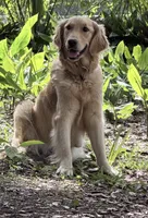 Bamboo - Golden retriever male puppy ready in 7 weeks!, a male Golden Retriever for sale in Hawthorne, FL – 6 of 7