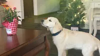Beatrix of Avalon - Golden retriever (english cream) female puppy, a female Golden Retriever for sale in Hawthorne, FL – 2 of 9