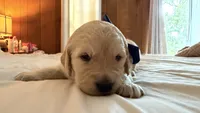 BALKAN of Avalon - Golden retriever male puppy ready in 7 weeks!, a male Golden Retriever for sale in Hawthorne, FL – 9 of 10
