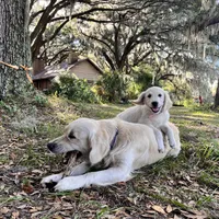 April ESA Service dog prospect, a female Golden Retriever for sale in Hawthorne, FL – Photo 2 of 10