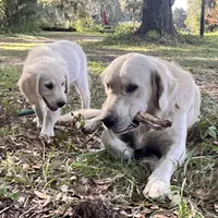 April ESA Service dog prospect, a female Golden Retriever for sale in Hawthorne, FL – Photo 5 of 10